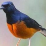 Daftar Suara Burung Gacor Terbaik: Tips dan Trik Agar Burung Anda Gacor secara Konsisten