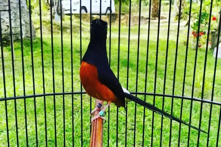 Gacor Anti Rungkat: Tips dan Trik Agar Burung Anda Tetap Bersuara Merdu