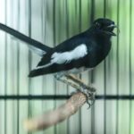 Gacor 24 Jam: Tips Merawat dan Memperindah Suara Burung Agar Tetap Berkicau