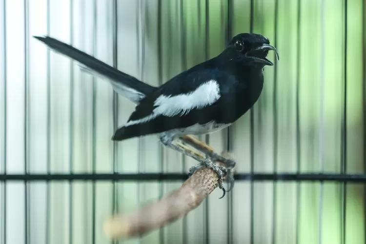 Gacor 24 Jam: Tips Merawat dan Memperindah Suara Burung Agar Tetap Berkicau