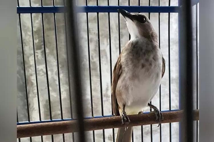 Gacor 24 Jam: Tips Merawat dan Memperindah Suara Burung Agar Tetap Berkicau