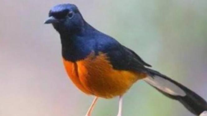 Daftar Suara Burung Gacor Terbaik: Tips dan Trik Agar Burung Anda Gacor secara Konsisten