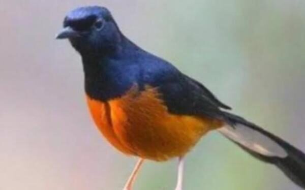 Daftar Suara Burung Gacor Terbaik: Tips dan Trik Agar Burung Anda Gacor secara Konsisten